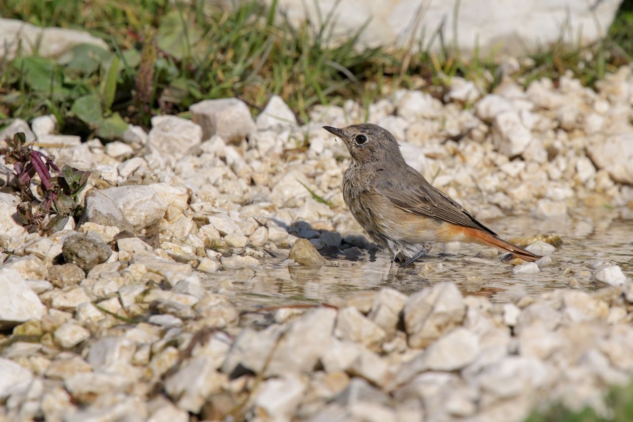 Codirosso (Phoenicurus phoenicurus)